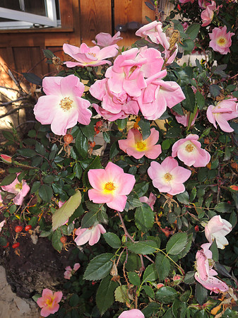 20130315-DSCN6551
