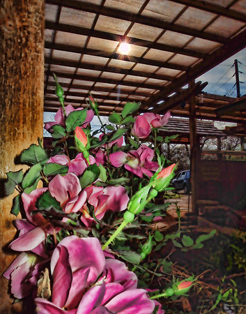 20130316-DSCN6710-Edit