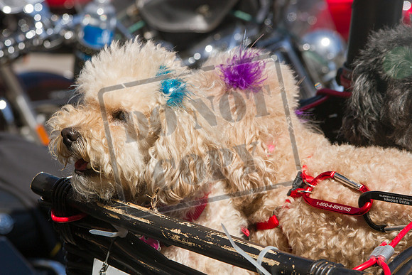20180806-IMG_9003