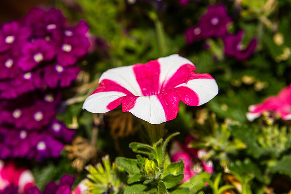 20150805-IMG_6864