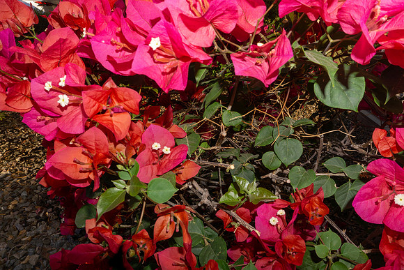 DSC08031