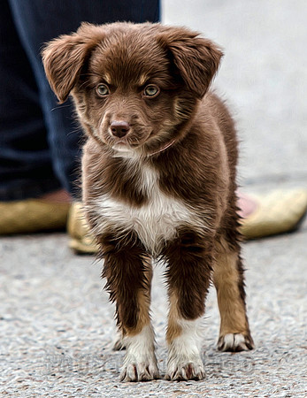 puppy